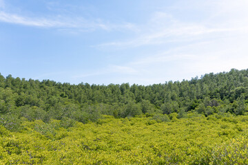 Landscape green forest in the blue sky background.