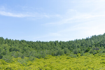 Landscape green forest in the blue sky background.