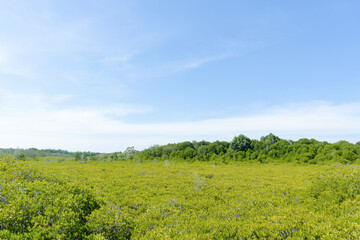 Fototapeta na wymiar Landscape green forest in the blue sky background.