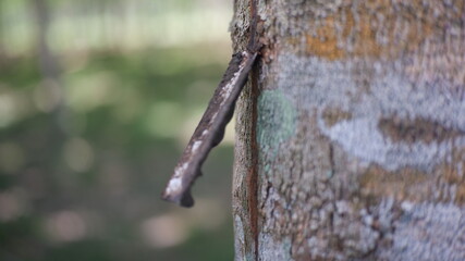 lizard on a tree