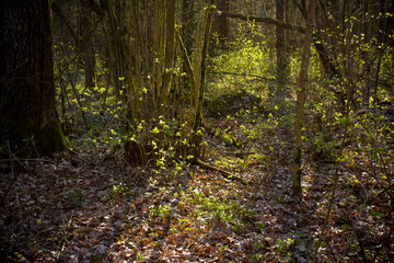Spring natural background. Young green leaves of forest trees and bushes illuminated by the evening sun.