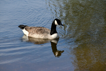 Canada goose swimming in the water, Ryton Pools Country park, Ryton-on-Dunsmore, England, UK
