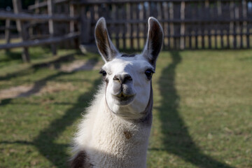 Obraz premium Portrait of a llama in a rural scenery.