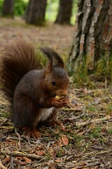 Naklejka na ściany i meble Wild squirrel eating a hazelnut in the pine forest