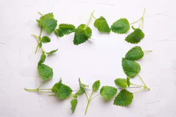  fresh  melissa leaves around white background in frame shape . top view.
