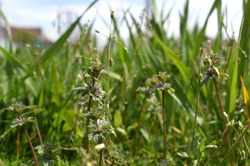 green wheat field