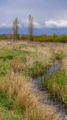 Colourful scenic view of a flood plain. natural stream with grasses growing on the banks. Two tall trees in distance under a layered sky. Portrait image with space for text. Oxfordshire. England. - 431571838