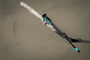 Macro photo of a dragonfly on a branch