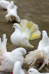 Beautiful white pigeon stand on concrete floor