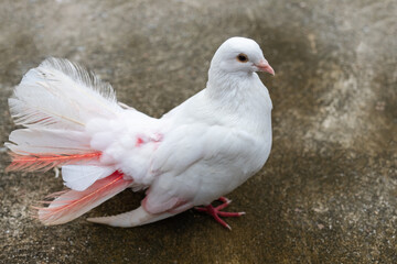 Beautiful white pigeon stand on concrete floor