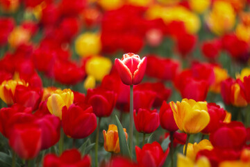 Fototapeta na wymiar Spring background flowers tulips. A red and yellow tulips blossom in the park. Exhibition of tulips in the garden. Beautiful postcard, banner.