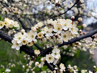 blurred tree background in bloom in spring. Prunus padus L., 1753