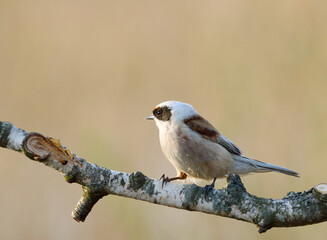 Fototapeta premium sparrow on a branch