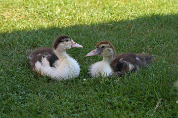Young ducks on the green grass on a farm