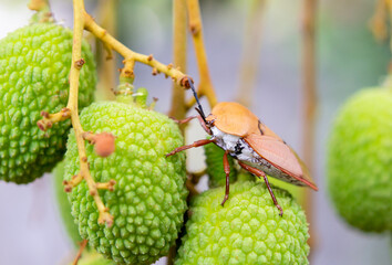 Brown marmorated stink bug (Halyomorpha halys) on green  lychee fruits