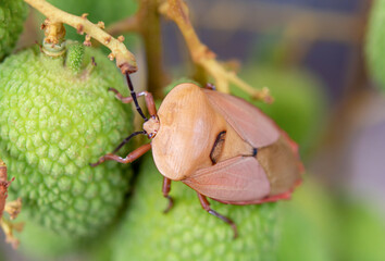 Brown marmorated stink bug (Halyomorpha halys) on green  lychee fruits