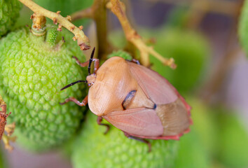 Brown marmorated stink bug (Halyomorpha halys) on green  lychee fruits