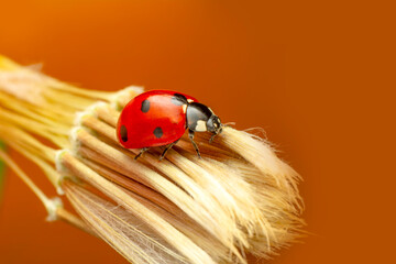 Beautiful Ladybug on dandelion defocused background