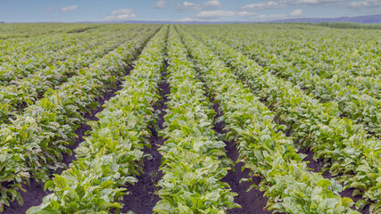 even furrows with  beet shoots in a spring field against a blue sky