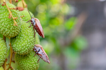 Brown marmorated stink bug (Halyomorpha halys) on green  lychee fruits