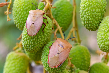 Brown marmorated stink bug (Halyomorpha halys) on green  lychee fruits