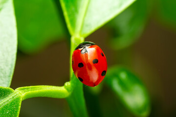 Extreme macro shots, Beautiful ladybug on flower leaf defocused background.