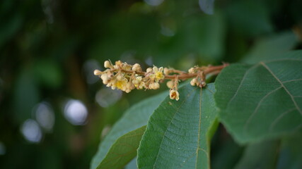 caterpillar on a leaf