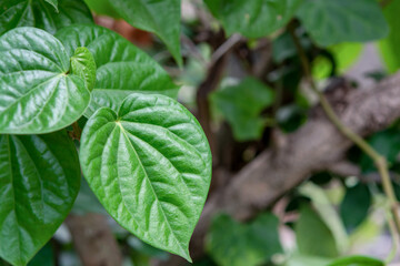 Wildbetal leafbush green leaf (Piper sarmentosum Roxb.)