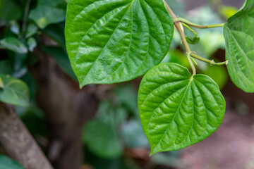 Wildbetal leafbush green leaf (Piper sarmentosum Roxb.)