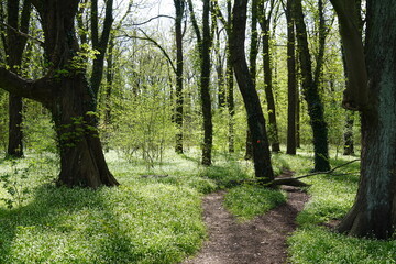 Laubwald mit Berliner Bärlauch