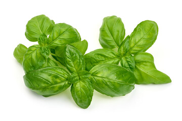Basil bunch, isolated on a white background. High resolution image
