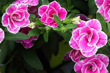 Closeup of double pink and white Calibrachoa flowers
