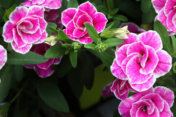 Fototapeta premium Closeup of double pink and white Calibrachoa flowers