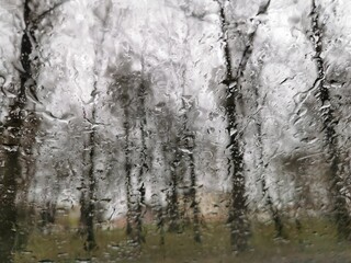 raindrops on the windshield of the car through which the trees are visible
