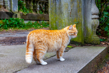 Fototapeta na wymiar The nice red cat sits on a stone pavement of the old street