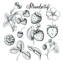 Strawberry sketch illustration. Vintage black and white set. © Ann Lou