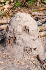 Termite nest mound, Giant termites