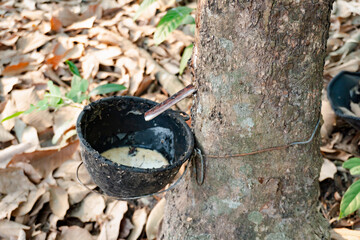 Rubber tree and plastic bowl filled with latex in rubber plantation