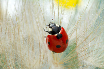 Beautiful Ladybug on dandelion defocused background
