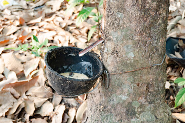 Rubber tree and plastic bowl filled with latex in rubber plantation