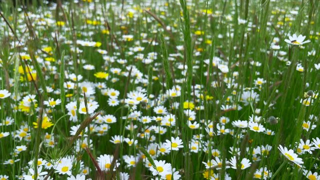 Mascarilla covid cae al suelo desechada como basura en la naturaleza del campo con flores de margaritas en primavera y una mano la recoge del suelo 4K