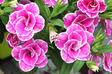 Fototapeta premium Macro of double pink and white Calibrachoa flowers