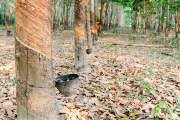 Rubber tree and plastic bowl filled with latex in rubber plantation
