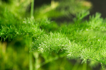 Drops of rain on the needles of the spruce branch close up. Spring nature background.