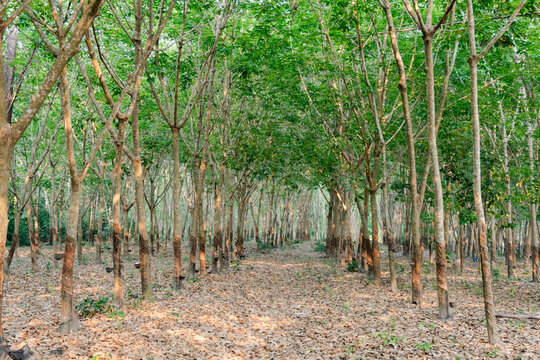 Row of para rubber tree. Rubber plantation background.
