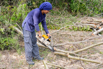 Lumberjack with chainsaw worker cutting tamarind tree trunk. Chainsaw cutting the branch.