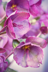 Closeup shot of beautiful delicate purple flowers in the garden 