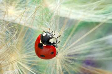 Beautiful Ladybug on dandelion defocused background