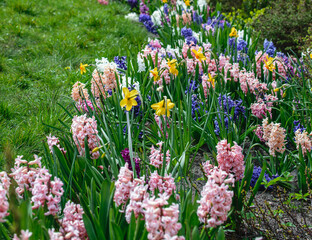 A flower bed with multi-colored blooming hyacinths and yellow daffodils