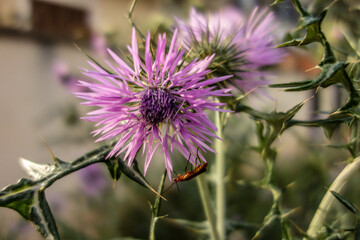 Distel und Arbeiter 2